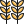 wheat